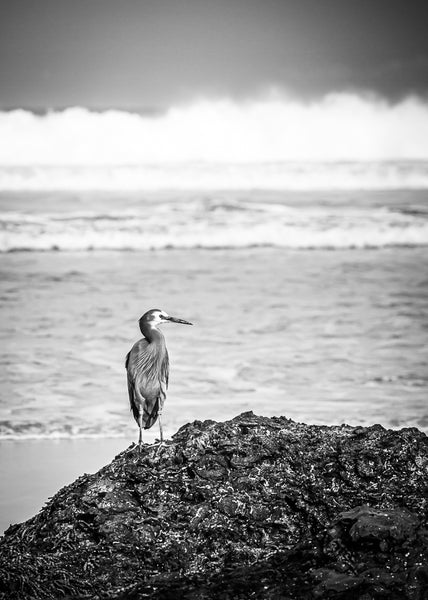 Heron on the Rocks (B&W)