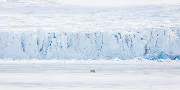 Polar Bear on the Ice