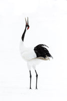Trumpeting Red Crowned Crane