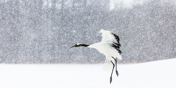 Landing in Heavy Snow