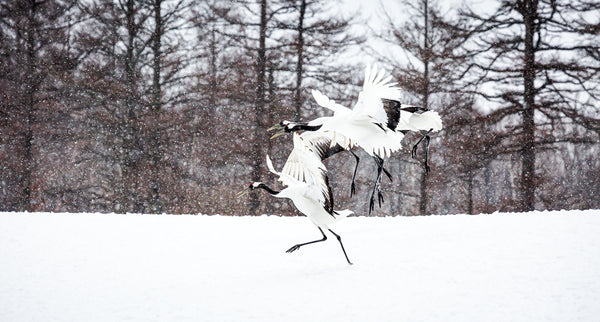 Red Crowned Cranes Landing