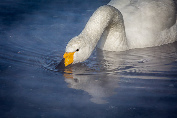 Feeding Swan