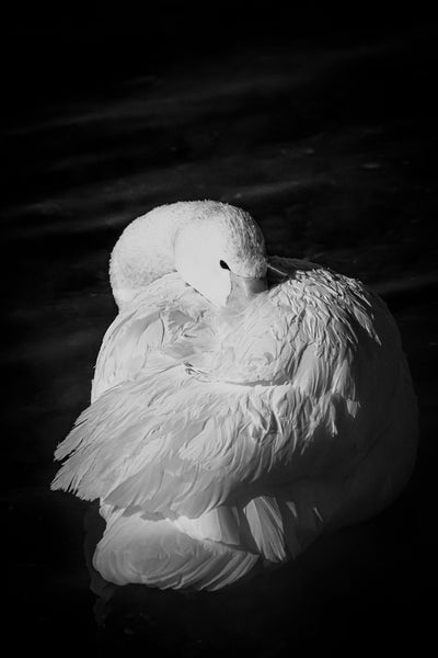Ruffled White Swan