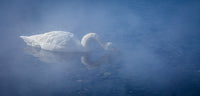 Swan in the Mist