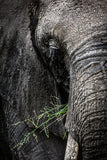 Close up image of the wonderful skin texture of an African Elephant
