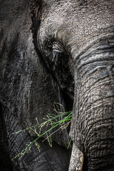 Close up image of the wonderful skin texture of an African Elephant