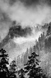 Mist swirls through a forest high in the Annapurna mountain range in Nepal.