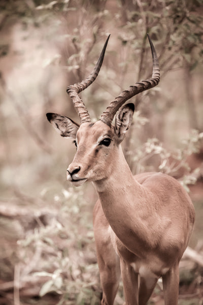Impala stands poised and alert in the bush near the Chobe River in Botswana.