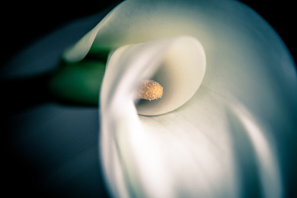 Gorgeous close up of a Calla Lily.