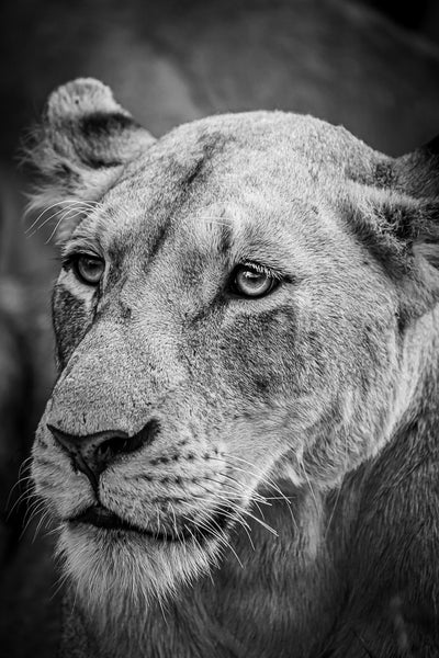 Lioness Portrait (B&W)