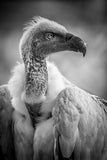 Portrait of an endangered White Backed Vulture.