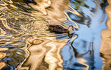 Pacific Black Duck paddling across a pond of golden reflections.