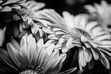A closeup view of Gerbera in black and white.