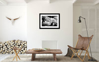 Sitting room with a closeup view of Gerbera in black and white.