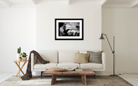 Living room with a closeup view of Gerbera in black and white.